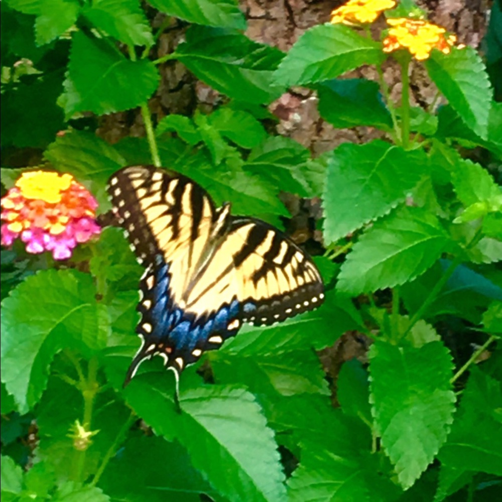 Meet your Posher, Tammy